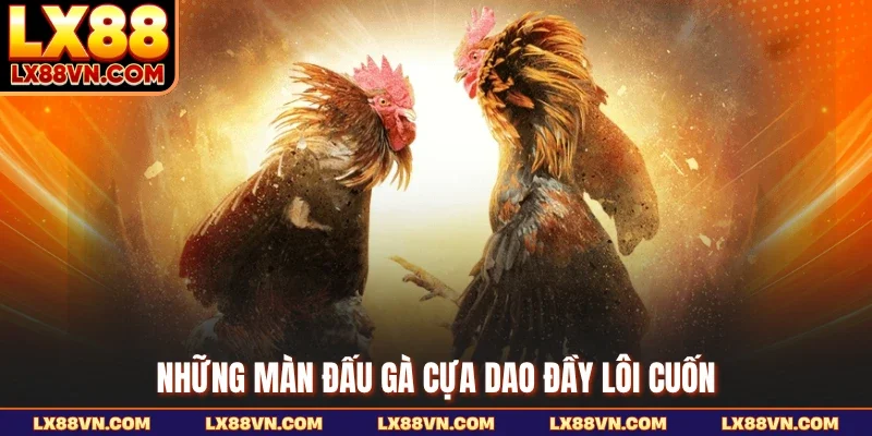 Những màn đấu gà cựa dao đầy lôi cuốn